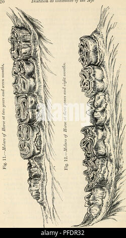 . Dentizione come indicativo dell'età degli animali della fattoria. Animali domestici -- età; i denti. Dentizione come indicativo dell'età. Si prega di notare che queste immagini vengono estratte dalla pagina sottoposta a scansione di immagini che possono essere state migliorate digitalmente per la leggibilità - Colorazione e aspetto di queste illustrazioni potrebbero non perfettamente assomigliano al lavoro originale. Brown, George Thomas, Sir, 1827-. Londra, J. Murray Foto Stock