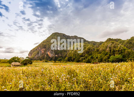 Una tipica vista in Vinales Valley in Cuba. Foto Stock