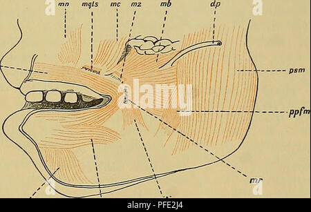 . Denkschriften der Medicinisch-Naturwissenschaftlichen Gesellschaft zu Jena. 13 Vergleichende Untersuchungen über die Trigeminusmusculatur der Monotremen. 309 der Masseterfasern auf ihre Nachkommen (resp. auf Omithorhynchus) übertragen müssen. Und Es liegt auf der mano, anzunehmen, dass die schräge Faserrichtung auch bei eingetretener riduzione hätte bei- behalten werden können. Così hat sich wenigstens die Sache bei den zahnlosen Vermilingues abgespielt*). Tamandua hat z. B. einen sehr schräg gestellten, ja fast verlaufenden orizzontale M. massetere (TAF. LVII -+- LVIII, Fig. 43) und einen deutl Foto Stock