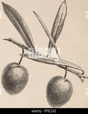 . Catalogo descrittivo di alberi da frutto piccoli frutti, ecc. Vivaio, California, cataloghi e alberi da frutto, California, cataloghi; Frutta, semi, California, cataloghi. 30 CALIFORNIA VIVAIO CO. Regina spagnola, (SEVILLANO.) olive. Avendo riconosciuto per alcuni anni la posizione importante l'industria di oliva era destinato a eventully ottenere tra i frutti utili, abbiamo di volta in volta importate da ogni fonte disponibile di ogni varietà offerta dai orchardists locale e vivaisti e dispongono ora di una ampia e variegata collezione crescente sui nostri propri terreni. Molti tipi, infatti, quasi tutti offriamo per Foto Stock