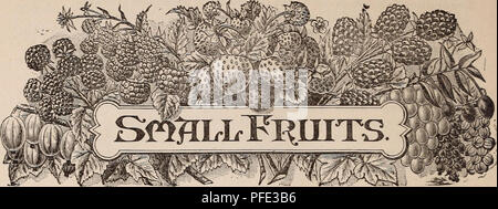 . Catalogo descrittivo di Pajaro Valley vivai. Vivai (orticoltura) California Watsonville cataloghi; alberi da frutto piantine Cataloghi Cataloghi di frutta; piante ornamentali, cataloghi. 36 PAJARO YALLEY vivaio.. Tutti i piccoli frutti, fatta eccezione per le fragole, può essere cresciuto con successo in questo clima senza irrigazione. Essi sono molto desiderabili per piantare in giardino, in quanto essi vengono rapidamente nel cuscinetto e dare le grandi produzioni di fine e la frutta sana per il servizio della tavola. No giardino dovrebbe essere con- le uve secche di Corinto, ribes, lamponi e more e se l'acqua può essere dovuto per irri- chiesta, S Foto Stock