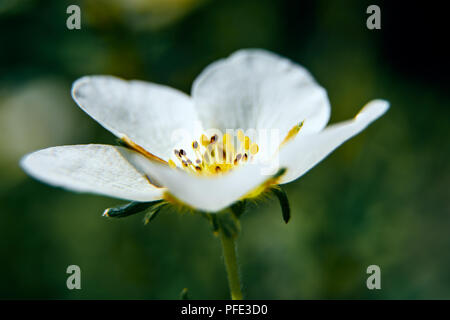 Bellezze artistiche macro fiori con sfondo sfocato Foto Stock