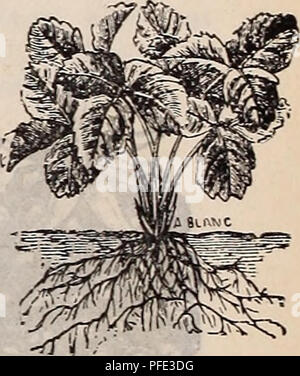 . Catalogo descrittivo dei migliori e ha dimostrato le varietà di mele .... Vivai (orticoltura) Illinois Arlington Heights cataloghi; alberi da frutto piantine cataloghi; frutto Semi cataloghi; fiori cataloghi. Piantato troppo poco profonda. Piantata troppo in profondità. Un modo sbagliato di piantagione. Modo giusto di piantagione, a coltivare la strawberiy per uso di famiglia. Abbiamo recoijimend piantare in letti a quattro piedi largo con un vicolo di due piedi Avide tra i letti. Questi letti Avill ospitare tre filari di piante che possono stare quindici pollici oltre ogni modo, e l'esterno roAV nove pollici dal vicolo. I letti possono essere mantenuti cl Foto Stock