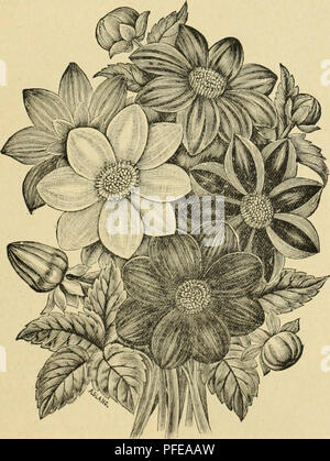 . Catalogo descrittivo della Jewell Vivaio Co. Vivaio Minnesota cataloghi; piante ornamentali, Cataloghi Cataloghi di frutta; fiori cataloghi. Catalogo descrittivo. 67 POMPON O I50QUET. Guidiii}^ Star.-fiori bianco puro, di tlic più perfetta forma; il cdi^es del jietals sono beautifullj' orlata. La pianta è nani e folte e molto libera fioritura. Uno dei migliori per i fiori recisi. Favole.-delicato primrose; buona forma; vciy libera fioritura e distinti. Mi^urline.-giallo canarino ; molto carina. L,"piccola Principe.-Un molto appariscente varietà; cremisi bianco con punta. SapptlO.-Ricco marrone rossiccio, somet Foto Stock