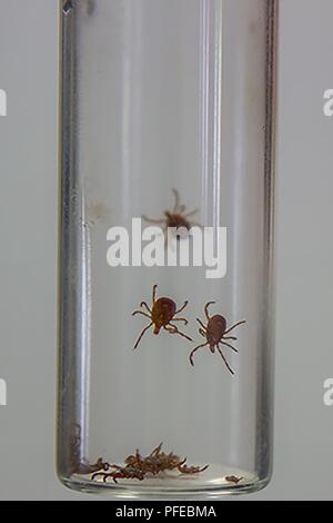 Un vile pieno di zecche trovato sul biologi da Fort Campbell pesci e fauna selvatica sulla Fort Camp-campana, Ky. Il 4 giugno. I biologi preforma tick controlla ogni volta che ritorno dal campo e posizionare le zecche la vile di andare per la Salute Ambientale del Centro. (US Army Foto Stock