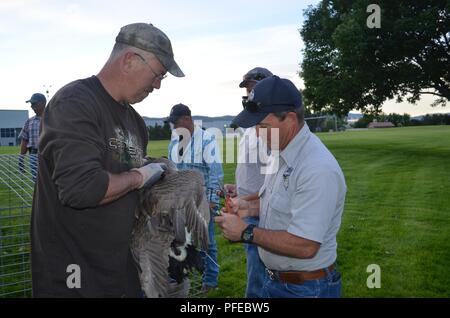 High Roller, Senior Master Sgt. Jeff Annand aiuta alla trentatreesima annuale di Canada Goose Round-Up il 4 giugno dove la 152Airlift Wing ha lavorato a stretto contatto con il Reparto di Stati Uniti dell'agricoltura e Nevada Department of Wildlife per riposizionare le oche lontano dagli aerei nella regione Reno-Tahoe a rendere più sicura la posizione a Carson Lake, Nevada. Foto Stock