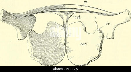 . Un catalogo descrittivo dei rettili marini della Oxford argilla. Basato sulla collezione di Leeds nel British Museum di storia naturale), Londra ... Rettili fossili. OPHTHALMOSAIJEUS. •51 Descrizione dell'omero è reso difficile dalla circostanza che tutti gli esemplari della collezione sono liberi e non sono nella loro posizione naturale rispetto al resto dello scheletro, come essi sono di solito in campioni di Ichthyosaurs Liassic. Di conseguenza non è stato facile per determinare con certezza quale sia la destra e la sinistra e quindi anche quale è la pinna dorsale e Foto Stock