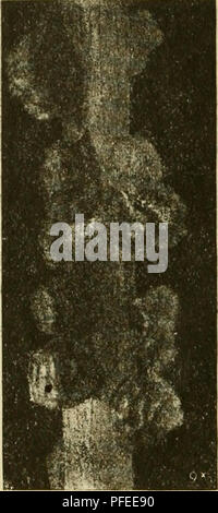 . Un catalogo descrittivo della scala insetti ("Coccidae") in Australia. Insetti -- Australia; Scala di insetti. 18 Scienza bollettino n. 19. Sphaerococcus stypheliae, Maskell (Fig. 12). Trans. N.Z. Istituto, vol xxvii, p. 67, pi. vii, f. 1-4, 1894. Tlii.s specie è stato raccolto su rametti uf Htijplidia {Moii.otica) elliptica, crescendo a Rose Bay, vicino a Sydney. Le femmine adulte sono avvolti in un seniiglo- l)ular irruvidita in massa di colore giallastro secrezione cerosa leggermente tinta di rosa, e spesso annerite â vith fumagine. Diametro, circa un ventesimo di un pollice. Femmina adulta convessa, w Foto Stock