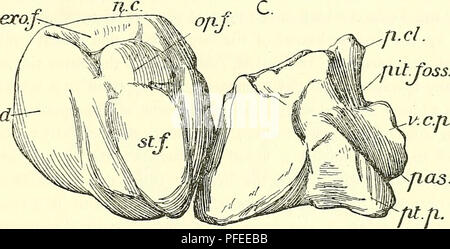 . Un catalogo descrittivo dei rettili marini della Oxford argilla. Basato sulla collezione di Leeds nel British Museum di storia naturale), Londra ... Rettili fossili. OPHTHALMOSAURUS. La descrizione della forma e le relazioni delle ossa del occipitale e regioni uditiva del cranio è reso difficile dalla circostanza che una notevole quantità di cartilagine è proseguita per tutta la vita dell'animale. La conseguenza di questo è che non solo la forma dei vari elementi variano notevolmente secondo la degi'ee di ossificazione che ha proceduto, ma anche a causa della per Foto Stock