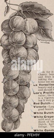 . Catalogo descrittivo di frutta e di alberi ornamentali, sempreverdi, vigne, arbusti, lampadine, ecc. Vivai (orticoltura) Ohio cataloghi; alberi da frutto piantine cataloghi; frutto Semi cataloghi; piante ornamentali, cataloghi; alberi piantine cataloghi; fiori piantine cataloghi. 36 IL STORRS S: HARRiSOX CO. Catalogo s. Uve secche di Corinto. Questo frutto proviene in parte con la raspa- berry, ma lo segue diverse settimane. In- fatti, nessuno dei piccoli frutti rimarrà così a lungo su boccole ithout pregiudizio come il ribes. Impostare quattro piedi distanziati nel ricco suolo ; cul- tivate bene o di pacciamatura pesantemente : potare le legno vecchio, Foto Stock