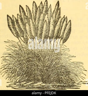 . Catalogo descrittivo di Lake George vivai : INVERNO 1887-8. Agrumi cataloghi industria; alberi da frutto Semi cataloghi; semi d'uva cataloghi; alberi ornamentali semi cataloghi; Vivai (orticoltura) Florida cataloghi. LAKE GEORGE vivai. 2$ ers, molto dolce profumato. Fioriscono in aprile, e sono molto apprezzati per la coltivazione su piazze, portici, ecc. Prezzo 25 centesimi ogni.. Pampa erba.-questa erba cresce in grandi mazzi, e nel mese di agosto invia beau- tiful fiori bianchi. Sono un grande successo in questo stato.. Si prega di notare che queste immagini vengono estratte dalla pagina sottoposta a scansione immagini che Foto Stock