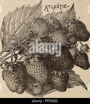 . Catalogo descrittivo di frutta e di alberi ornamentali e piante : coltivato per la vendita presso il grande Nord e Sud del giardino e vivaio. Vivai (orticoltura), Delaware, Wilmington, cataloghi e alberi da frutta, semi, cataloghi; bacche, semi, cataloghi; piante ornamentali, cataloghi. 50 Phelp's Seedling (ferro vecchio Clad). Un molto distinto e più promettenti varietà, e se dobbiamo accettare i conti stravaganti, sarebbe difficile stimare il suo valore. Esso forma sgabelli ancora più grande della Sharpless, ed è così resistente in inverno e resistente alla siccità in estate come ad avere vinto il appella Foto Stock