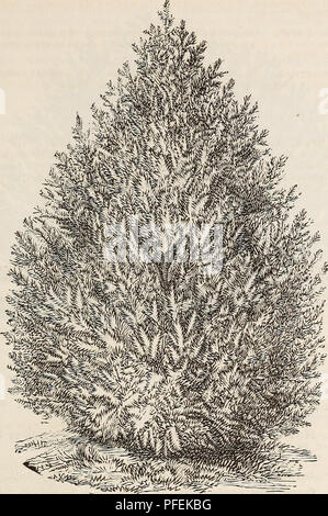 . Catalogo descrittivo di alberi ornamentali, arbusti, rose, piante fiorite, &amp;c. Alberi ornamentali cataloghi; arbusti cataloghi; Rose cataloghi; fiori cataloghi. Alberi ornamentali, arbusti, ecc. 0£&GT;. THUJA SIBERICA. (Arbok siberiano Vit^io:). THUJA. Western Arbor Vitae. T. gigantea. Giant Aeboe Vit^. Una bella e graziosa struttura, trovati sul Nord- costa occidentale dell' America e California, crescente da 40 a 50 piedi alto, con lunghi rami flessibili e luminose, lucido fogliame verde. Richiede una leggera protezione. $1.00. T. OCCidentalis. Ameeican Aeboe Vit^. Un bellissimo albero di natale, com- monly noto come t Foto Stock