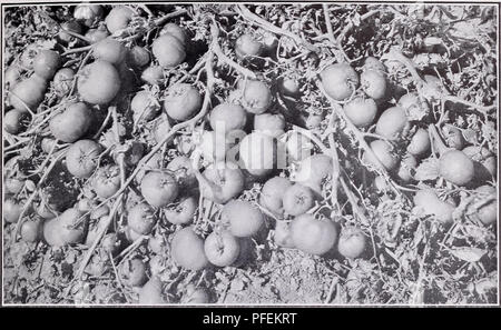 Questo catalogo fornisce descrizioni dettagliate di varie varietà vegetali ideali per l'inscatolamento e il congelamento, con particolare attenzione a colture come il pomodoro Pearson. Mette in evidenza le loro caratteristiche, come dimensioni, forma e resistenza alle malattie, rendendole adatte per la conservazione. Il catalogo è una risorsa preziosa per i coltivatori e i conservatori alimentari. Foto Stock