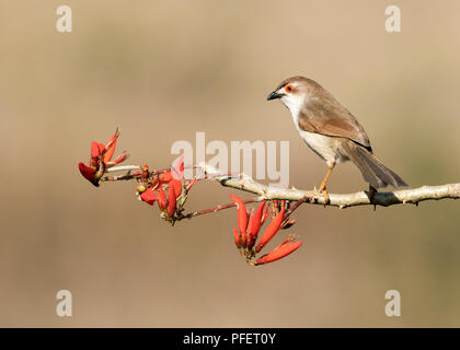 L'immagine di colore giallo-eyed babbler (Chrysomma sinense) fu preso nella periferia di Bangaluru, Karnataka, India Foto Stock