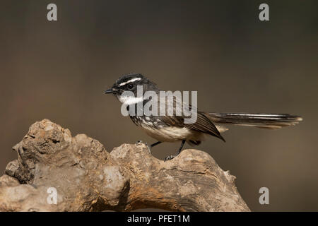 L'immagine di colore bianco-throated fiocco (Rhipidura albicollis) fu preso nella periferia di Bangaluru, Karnataka, India Foto Stock