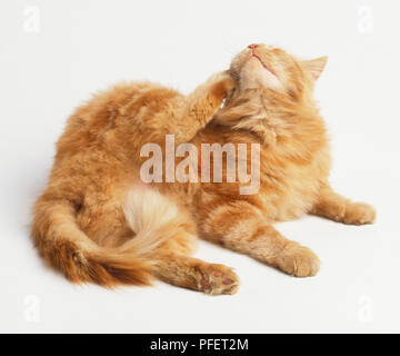 Lo zenzero tabby Cat (felis catus) disteso e graffiare la parte della sua faccia Foto Stock