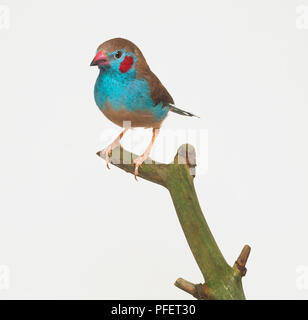 Rosso-cheeked Cordon Bleu Finch (Uraeginthus bengalus) su un ramo