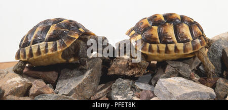 Due tartarughe nel deserto, guscio rigido realizzato in piastre ossee, chiazzato di Colori di mimetizzazione, shell piccole scale proteggere gli occhi, griffe brevi per la presa, coriacea pelle, in piedi sulle rocce. Foto Stock