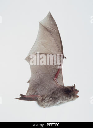 Daubenton bat (Myotis daubentonii) in volo, ali sollevate, vista laterale Foto Stock