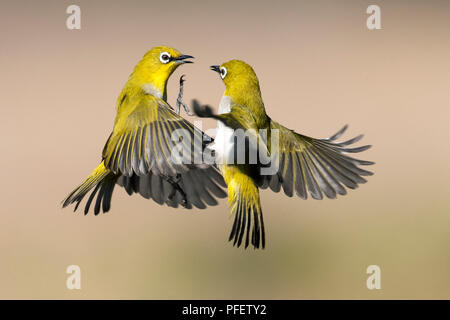 L'immagine della Oriental bianco-eye (Zosterops palpebrosus) la lotta è stata presa nella periferia di Bangaluru, Karnataka, India Foto Stock