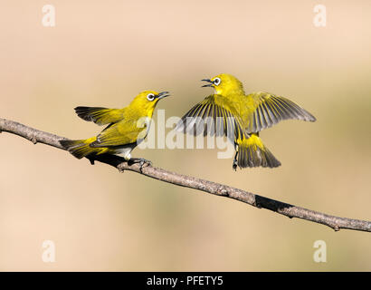 L'immagine della Oriental bianco-eye (Zosterops palpebrosus) la lotta è stata presa nella periferia di Bangaluru, Karnataka, India Foto Stock