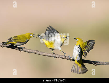 L'immagine della Oriental bianco-eye (Zosterops palpebrosus) la lotta è stata presa nella periferia di Bangaluru, Karnataka, India Foto Stock