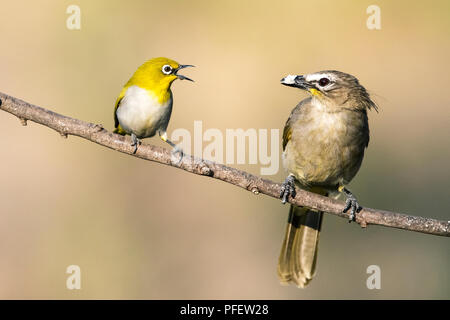 L'immagine della Oriental bianco-eye (Zosterops palpebrosus) con bianco bulbul browed fu preso nella periferia di Bangaluru, Karnataka, India Foto Stock