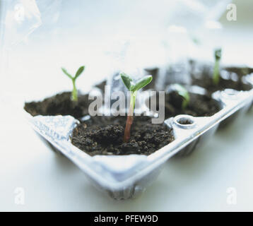 Helianthus annuus, Girasole piantine in suolo bagnato in plastica CARTONE UOVO Foto Stock