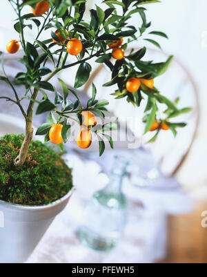 Citrus aurantium, Siviglia Orange alberello che cresce in pianta in ceramica pentola, close up Foto Stock