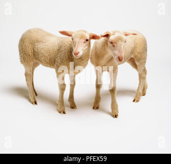 Due agnelli (Ovis aries) in piedi affiancati, ad alto angolo di visione Foto Stock