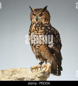 Gufo reale (Bubo bubo) appollaiato sulla roccia, vista frontale Foto Stock