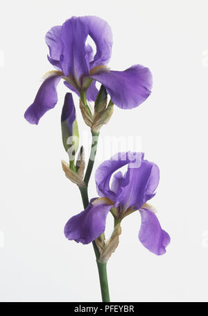 Iris blu fiore Foto Stock