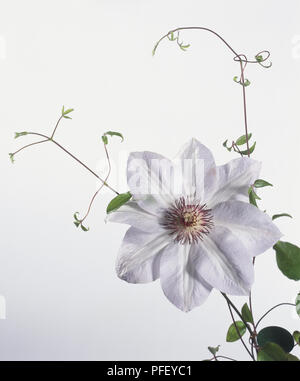 Fiore bianco testa di Clematis 'Miss Bateman' Foto Stock