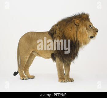 Lion (Panthera leo) in piedi, vista laterale Foto Stock