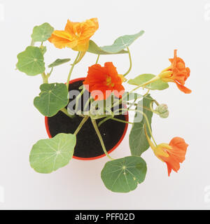 Fioritura Nasturtium pianta in vaso di fiori, vista da sopra Foto Stock