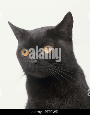 Un domestico nero gattino con colore giallo brillante occhi. Foto Stock