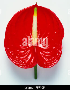 Anthurium andraeanum, Flamingo fiore o pittore della tavolozza fiore rosso. Foto Stock