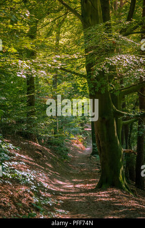 Un sentiero conduce attraverso un bosco di faggi. Il sole splende attraverso il fogliame. Foto Stock