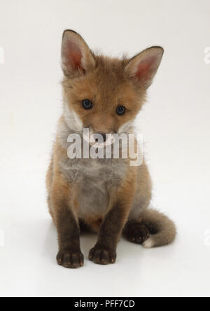 Vulpes vulpes, red fox, famiglia canidae, vista anteriore della seduta di otto settimane vecchio fox cub. Foto Stock