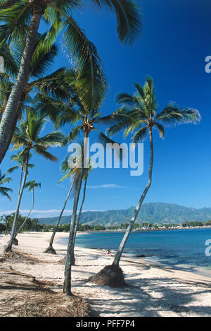 Stati Uniti d'America, Hawaii, di O'ahu, North Shore Hale'IWA, palme quasi su una spiaggia deserta. Foto Stock