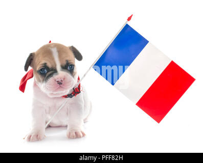 Cucciolo bulldog francese di fronte a uno sfondo bianco Foto Stock