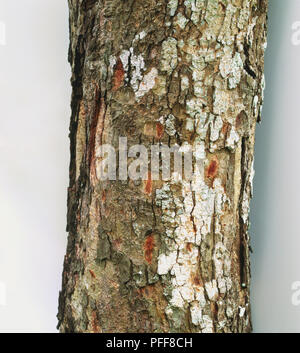 Cassia fistola, Golden Shower tree indiano o il Maggiociondolo tronco di albero Foto Stock
