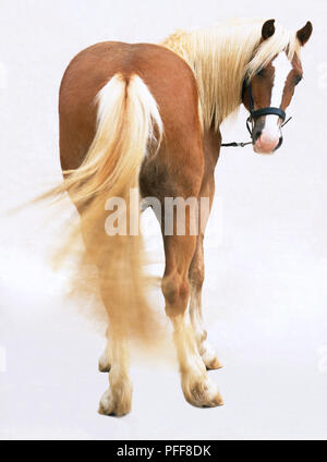 Vista posteriore del cavallo marrone con la bionda criniera e coda(Equus caballus), girando la testa intorno a rivolto in avanti Foto Stock