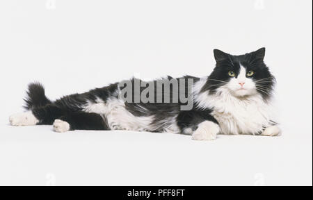 Bianco e nero Cat (felis catus) giacente sul piano, rivolto in avanti, vista laterale Foto Stock