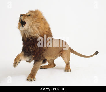 Lion permanente (Panthera Leo) scoppiettante con la sua testa inclinata verso l'alto, vista laterale Foto Stock