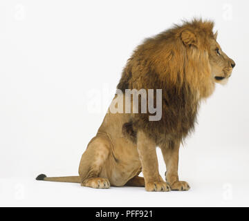 Seduto Leone maschio (Panthera leo), vista laterale. Foto Stock