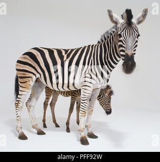 Zebra puledro in piedi dietro la madre (Equus burchelli), vista laterale. Foto Stock