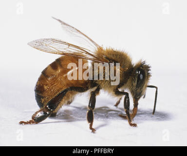 Western Honeybee (Apis mellifera), ape operaia, vista laterale Foto Stock