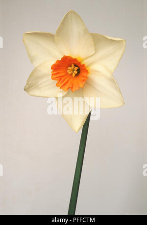 Narcissus flowerhead Foto Stock